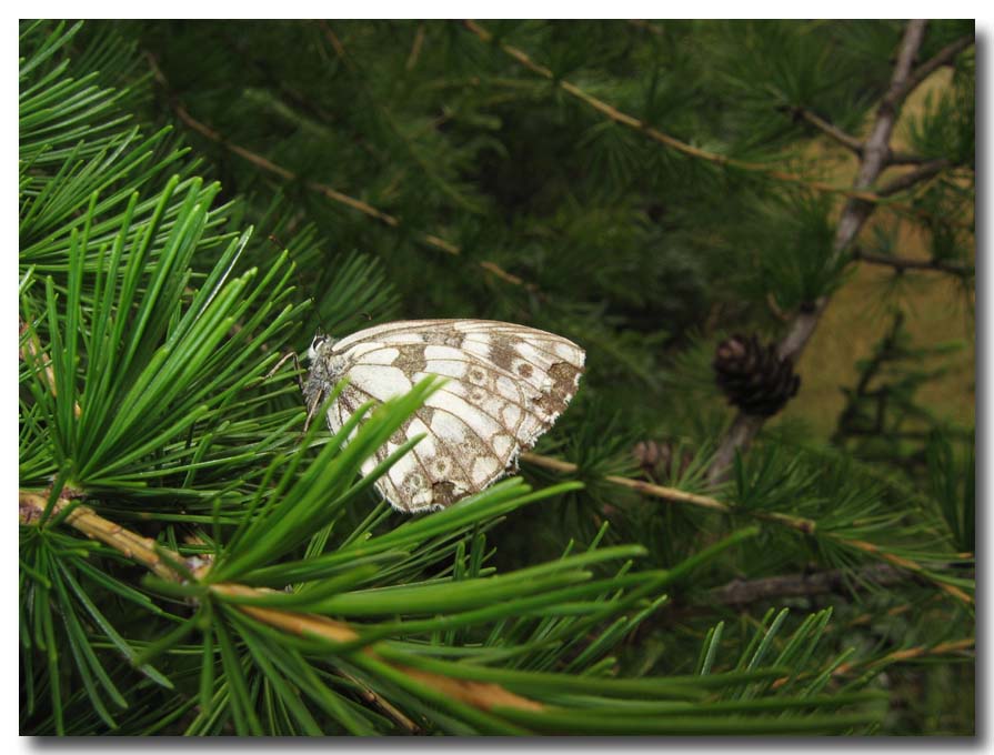 lepidotteri delle vacanze - Melanargia galathea